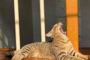 家里有野猫是什么兆头？（野猫进驻家中，注意观察这些情况）