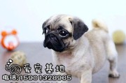 以巴哥犬的饮食（了解适合以巴哥犬的膳食，让你的狗狗保持健康快乐）