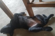 狗狗突然死去的原因及应对措施（探究狗狗突然死去的病因及保障宠物健康的关键）