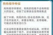 狗怀孕需要补充的营养品及注意事项（狗狗宝宝的健康成长，从孕期开始）