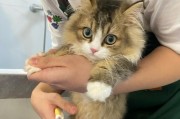 养宠物猫头鹰（了解猫头鹰的食物需求，让它健康成长）