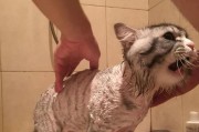 如何正确给猫咪洗澡？（八个简单步骤让你成为宠物洗澡专家）