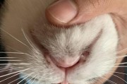 猫咪口腔溃疡的成因与治疗（揭开猫咪口腔溃疡的真相，掌握正确治疗方法）