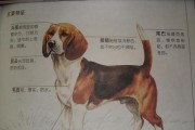 以巴伐利亚山地犬为宠物的饲养方法（详细介绍巴伐利亚山地犬的生活习性和养护技巧）