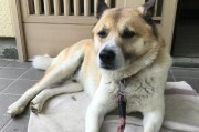 中华田园犬：优秀宠物伴侣的不二之选