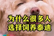 泰迪狗为何喜欢被人抱？（探寻泰迪狗热衷被人抱的原因）