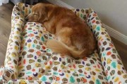 拉布拉多成犬睡眠需求与习惯（揭秘拉布拉多成犬的睡眠周期和最佳睡眠环境）
