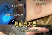 揭秘猫癣的成因与治疗方法（探索猫癣的神秘面纱，为爱宠的健康护航）