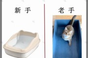 养猫指南（探究如何合理地养猫，打造幸福的猫咪家庭）