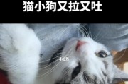 猫咪急性胃出血，如何及时救治？（了解猫咪胃出血症状，预防和治疗要点）