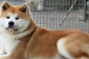 秋田犬价格揭秘（市面上秋田犬价格走势及购买建议）
