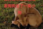 狗的生育周期及繁殖时间（揭秘狗狗的生育过程和最佳繁殖时机）