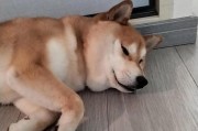 柴犬换毛时应注意的饮食搭配（为你的柴犬提供健康的换毛期饮食）