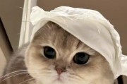 如何确定猫咪是否发烧？（以猫咪日常护理测体温）
