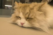 猫的奔跑天性（探秘猫咪的奔跑习性与行为特点）