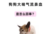 小狗打喷嚏的原因（揭秘小狗打喷嚏的神秘世界）