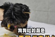 狗狗为什么会呕吐？（探索狗狗呕吐的原因及解决方法）