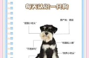 无法拒绝的雪纳瑞（七个理由展现了雪纳瑞的魅力）