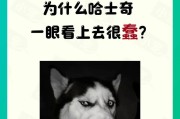 哈士奇为什么会很瘦？（探究哈士奇瘦的原因以及如何保持其健康体态）