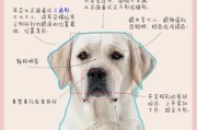拉布拉多狗的多彩世界（探索拉布拉多狗不同颜色的魅力）