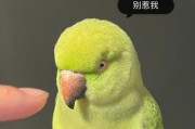 探究鹦鹉咬人的原因与应对方法（解读鹦鹉咬人行为的关键因素及有效预防策略）