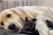 金毛犬（揭秘金毛为何喜欢与人睡觉，睡得这么香）