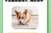 母狗易患疾病的原因及预防方法（了解母狗易患疾病的关键，做好预防措施）