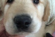 狗狗鼻子干的原因及药物治疗方法（揭秘狗狗鼻子干的病因及有效药物治疗）
