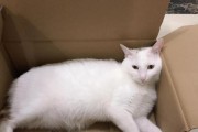 猫咪健康警示（为了你的猫咪安全，千万别使用这些药物！）
