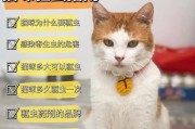 四类人根本不适合养猫，放过猫咪，也放过自己（挑战养猫的底线，保护人与猫的福祉）