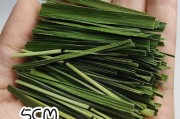 龙猫的饮食需求与喂养方法（探索龙猫的理想草和粮食选择，让它们保持健康与活力）