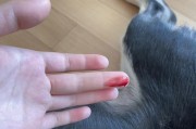 母狗为什么不来月经？（探究母狗生理周期的奥秘）