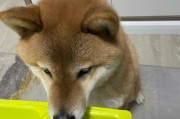 狗狗憋尿与肚子肿瘤的相关性（探讨狗狗憋尿可能与肚子肿瘤发展的关系）