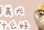 博美犬的每日饮食时间安排（科学合理的喂食时间表，让你的博美更健康）