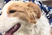 狗把钱吃了，如何处理？（应对意外情况的有效方法及经验分享）