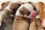 柯基犬配种后多久生？（从配对到产仔的关键步骤与时间安排）