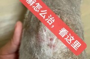 猫癣——了解猫咪皮肤问题的重要性（揭开猫癣的面纱，保护你的宠物免受病害侵袭）