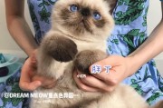 以重点色短毛猫为宠物的饲养方法（打造舒适的家庭环境，关注饮食和健康）