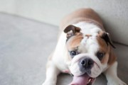 养斗牛犬的体验（与斗牛犬共同成长的喜悦与挑战）