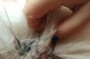 狗伤口感染的症状及处理方法（预防控制伤口感染，宠物犬主人必读）