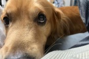 金毛的认人能力与时机选择（金毛犬什么时候会认人？金毛犬认人的关键时刻是什么？）
