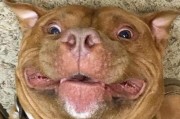 揭秘犬癫痫（犬癫痫真相曝光，了解这种神奇脑部现象）