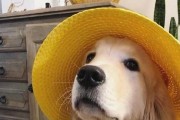 如何防止金毛犬破坏家具？（有效措施保护家具完好）