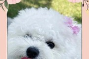 比熊幼犬的成长周期（从小可爱到成熟魅力，比熊幼犬需要多久才能长大？）