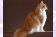 猫咪为什么喜欢玩自己的尾巴？（探究猫咪玩尾巴的原因和好处）
