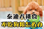 小泰迪为何不愿吃狗粮？（探究小泰迪不吃狗粮的5个主要原因及解决办法）