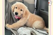 金毛犬成年需要多长时间？（了解金毛犬成长过程及时间）