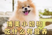 如何科学喂养一个月大的博美幼犬（每日摄食量、适宜狗粮品牌、营养成分选择）