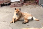 土狗的智商有多高？（解密土狗智商，探究其聪明程度）