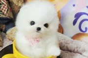 茶杯犬（茶杯犬的成长与尺寸谜团揭秘）